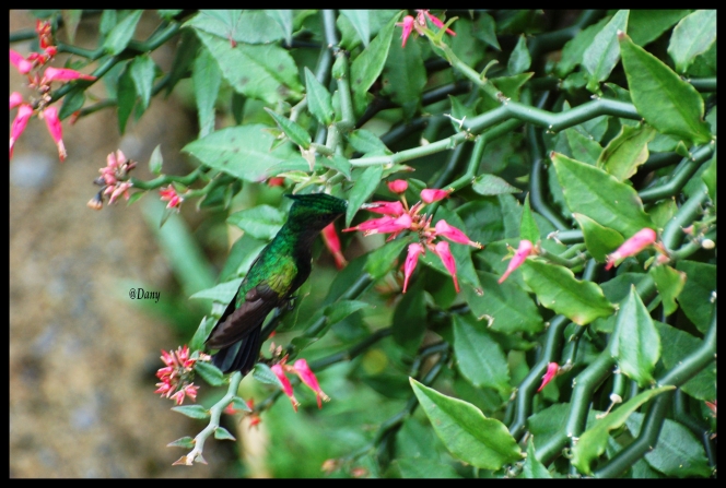 Colibri