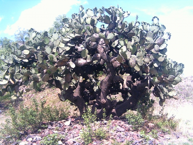 Cactus de taille impressionnante