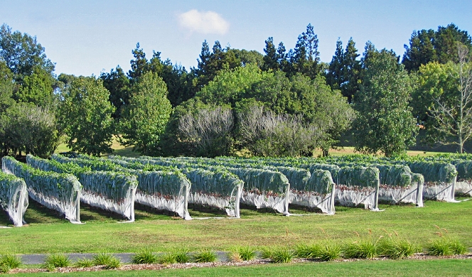 Vines from Villa Maria