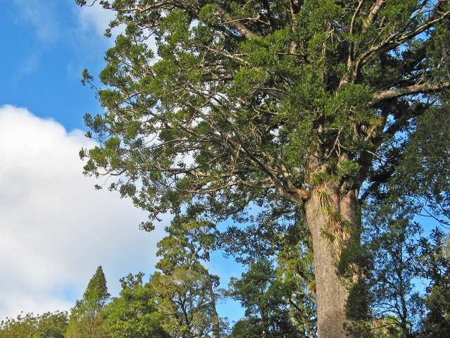 Kauri
