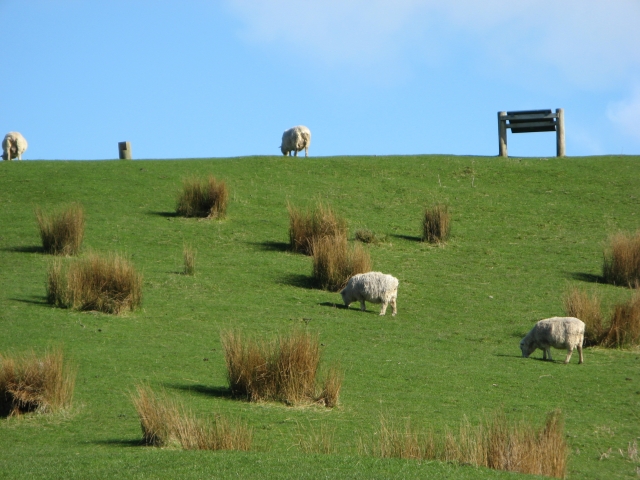 Moutons à la pointe Farewell
