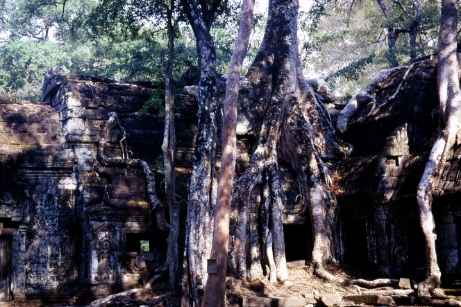 Ta Prohm