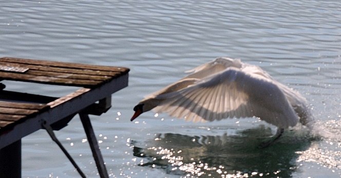 le cygne