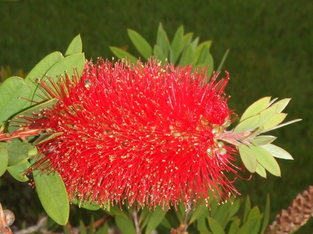 CALLISTEMON