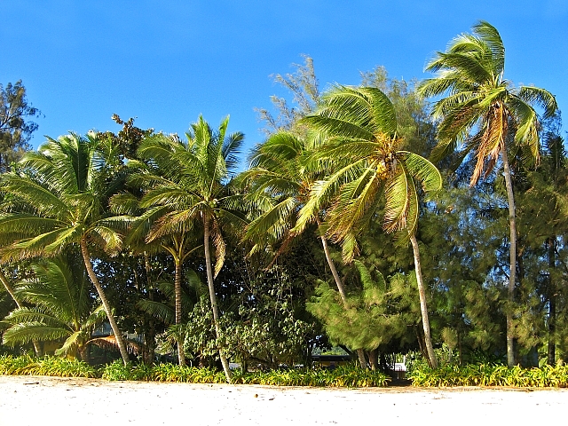 The Coast