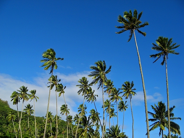 Coconuts Field in Rarotonga
