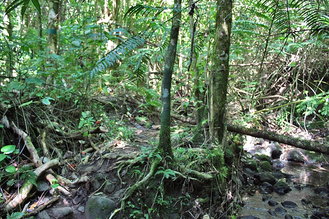 Jungle
