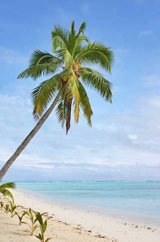 Coconut Tree