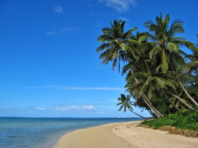 Coconut trees