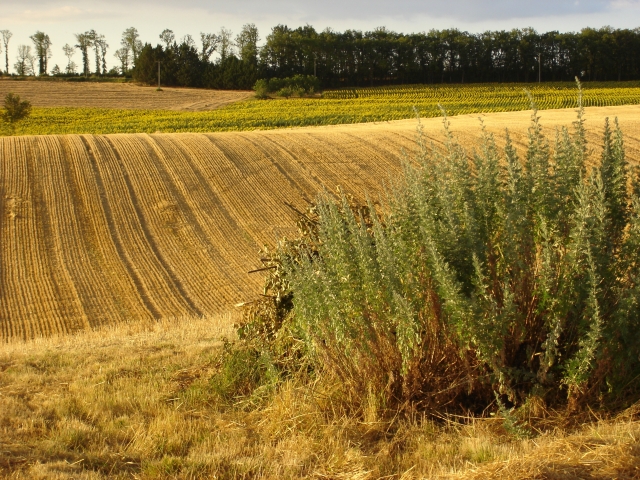Champs de tournesols dans le Gers