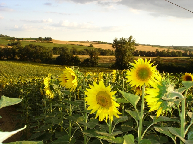 Tournesols