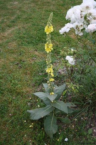 Fleur des champs