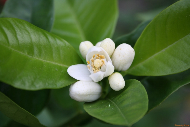 Fleur d'oranger