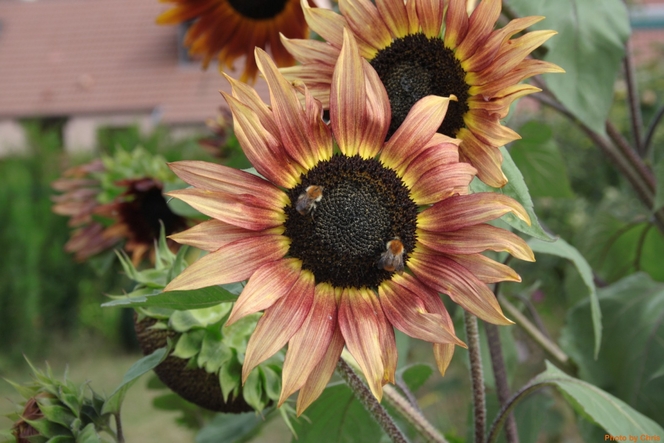 Tournesol