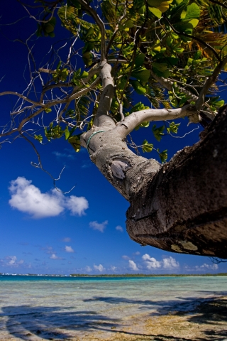 Manihi beach and palm