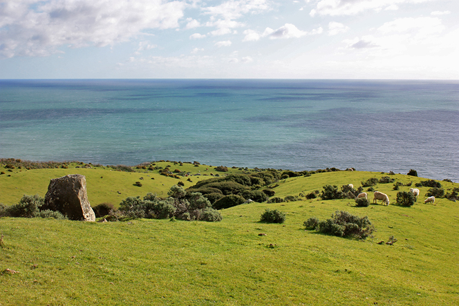 NZ Sheeps
