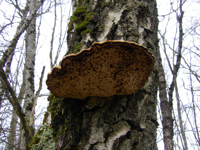 Champignon