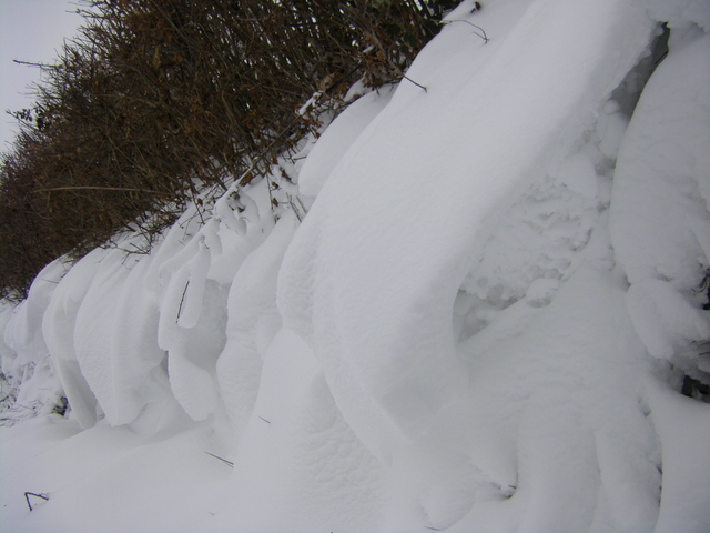 Nature  avec neige et vent........