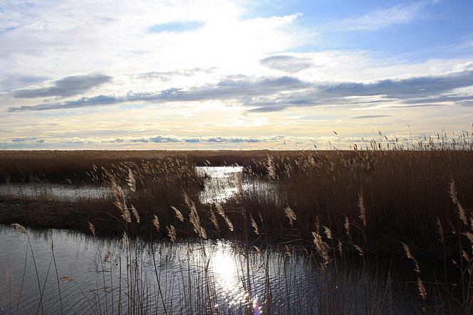 Camargue