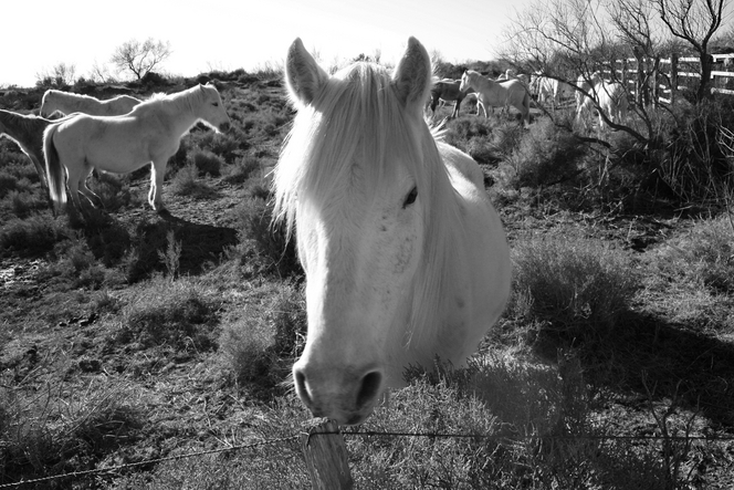 Camargue