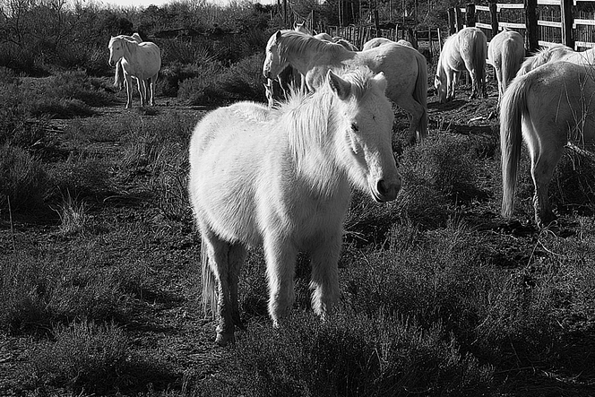 Camargue