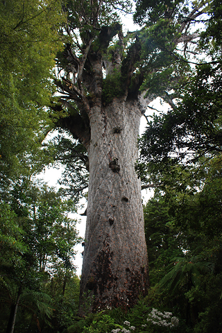 Kauri Tāne Mahuta