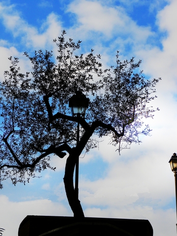 albero