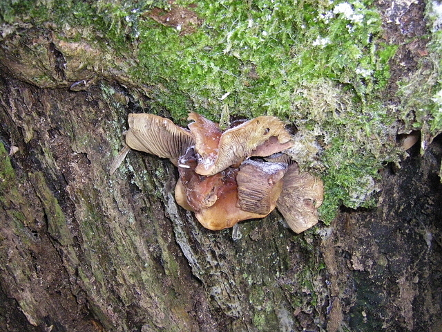Champignon