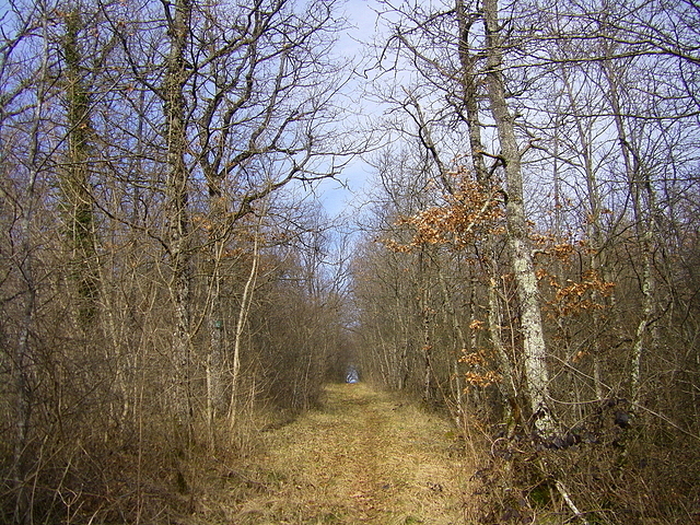 Sentier dans les Bois de Sigy le Chatel