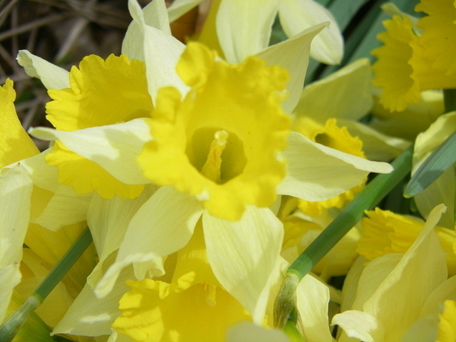 Jonquilles