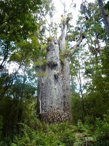 Le roi de la forêt : le Kauri