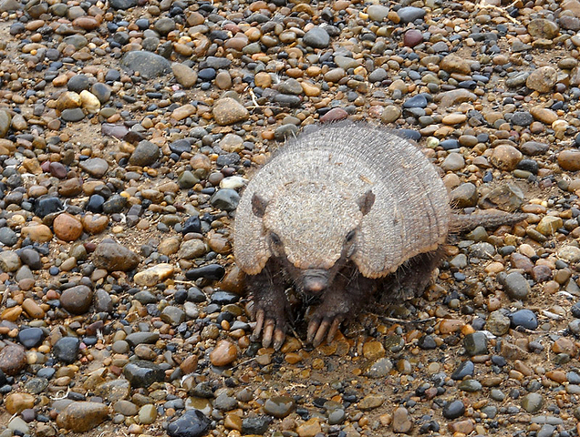 Un tatou à Punta Tombo