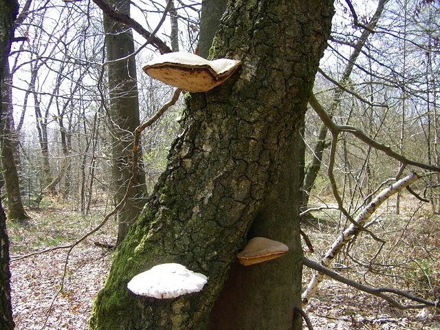 champignons
