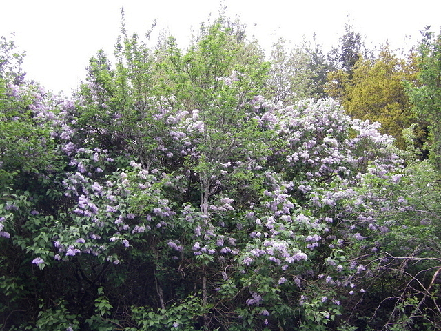 Lilas bois de st Eugène