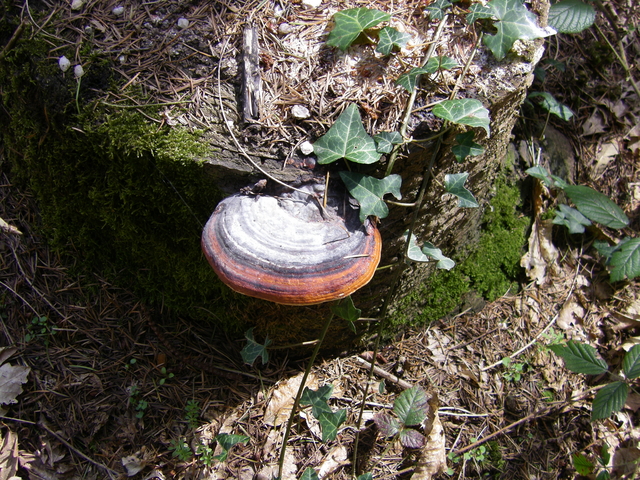 Champignon