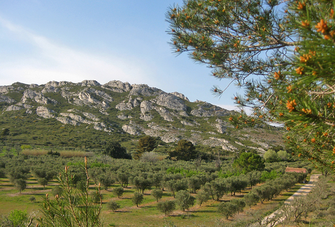 Les Alpilles à Mouriès