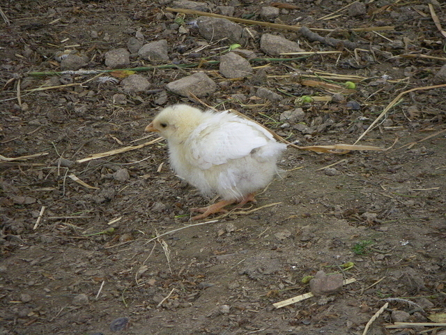 petit poussin deviendra grand.....