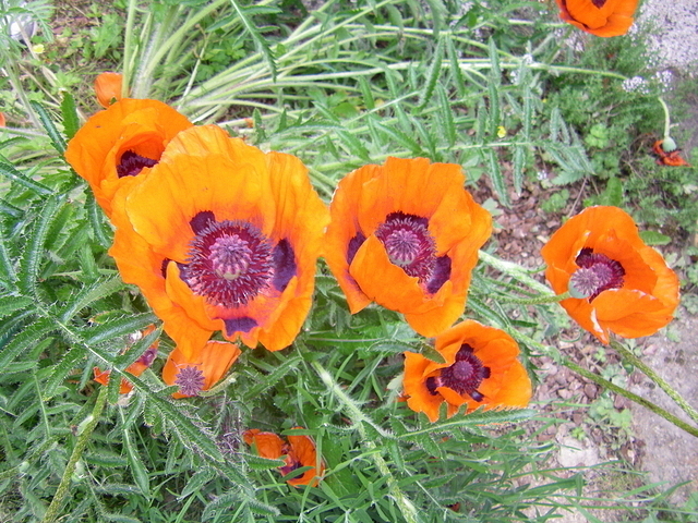 Fleurs de pavot