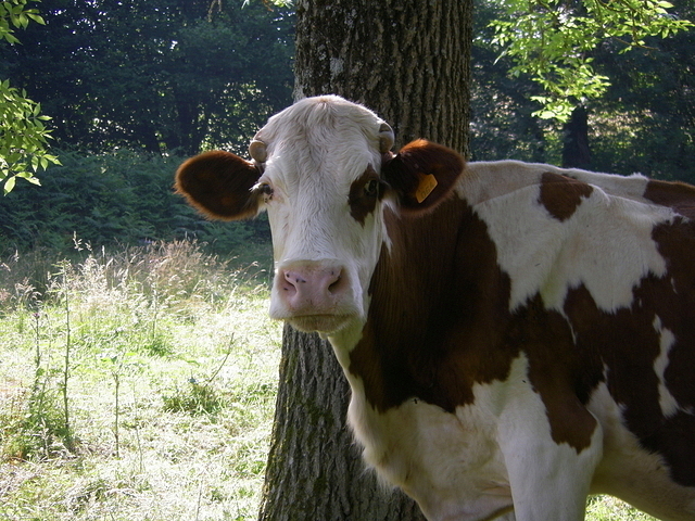 Vache laitière