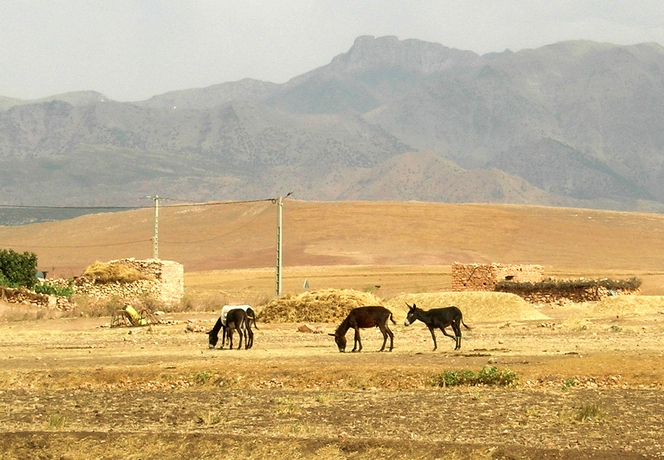 Maroc - Plateau du Kik