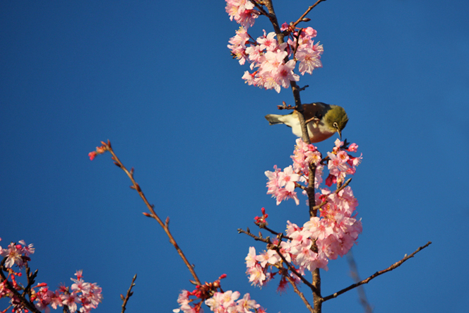 Cherry Blossom