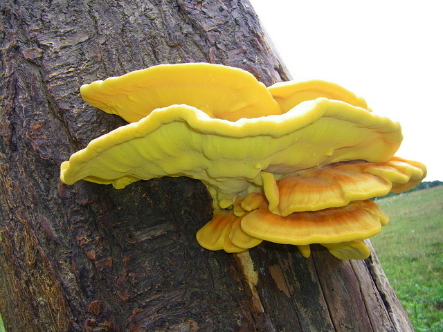 Champignons sur arbre