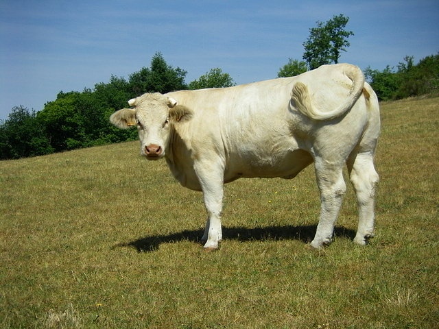 Vache à Dettey