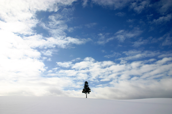ひとりぼっちの木 A solitary tree