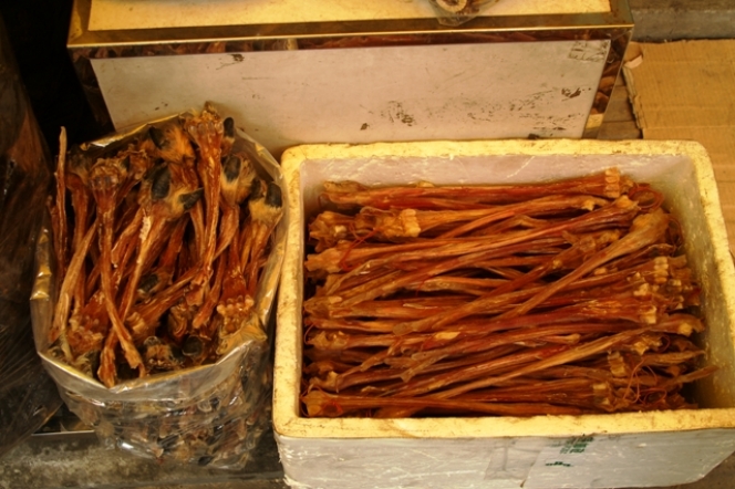 Guangzhou, marché aux produits médicinaux