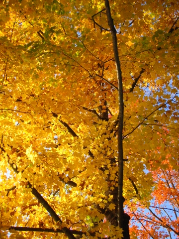 Autumn in North Carolina