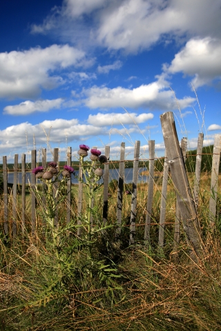 Lac de Charpal - Avise