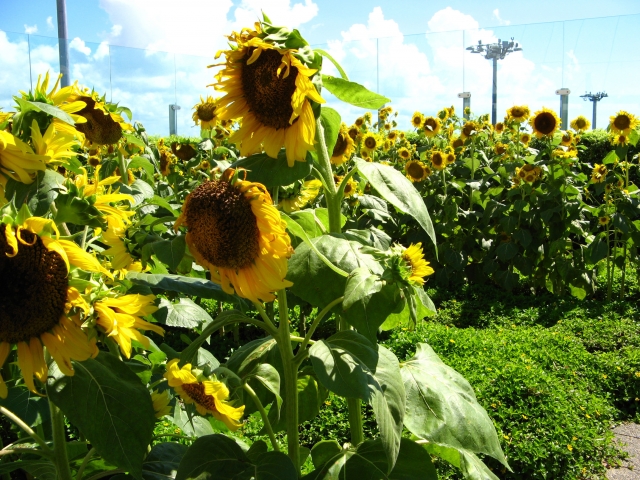 Sunflower Garden at Changi Airport