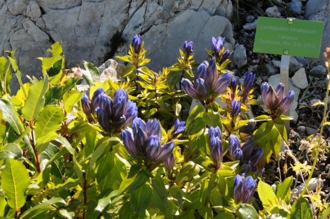 Jardin Alpin, Rochers de Naye