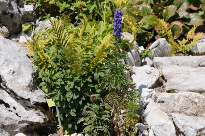 Jardin Alpin Rochers de Naye